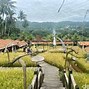 Ngopi Siang Hari Di Sawah